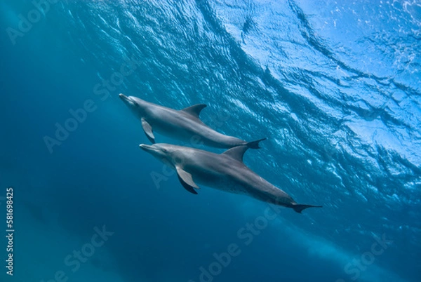 Obraz Two indic bottlenose dolphins (tursiops aduncus) swimming in the ocean