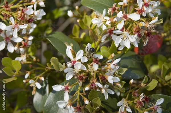 Obraz indan hawthorn