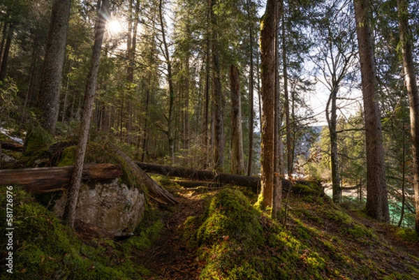 Fototapeta sun breaking through a moosy forest in the alps
