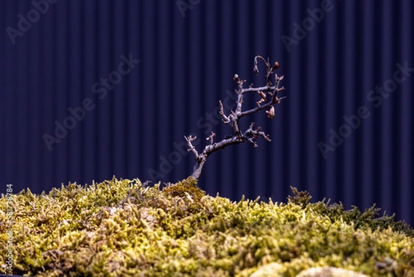 Fototapeta 苔に生えた小さな木