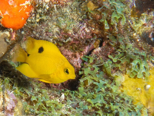 Fototapeta yellow fish