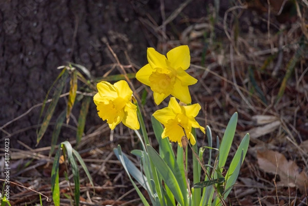 Obraz 黄色いスイセン