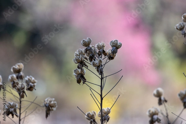 Fototapeta 茶色い実