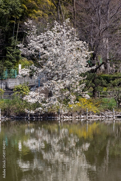 Obraz 満開のコブシの花