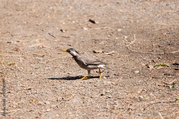 Obraz 散歩中のムクドリ