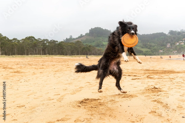 Fototapeta border collie saltando en la playa cogiendo un frisbee