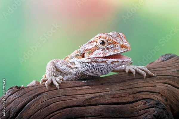Obraz Bearded dragon on the branch