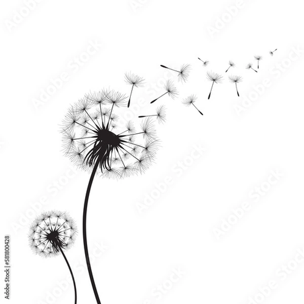 Obraz Vector illustration dandelion time. Black Dandelion seeds blowing in the wind. The wind inflates a dandelion isolated on white background.