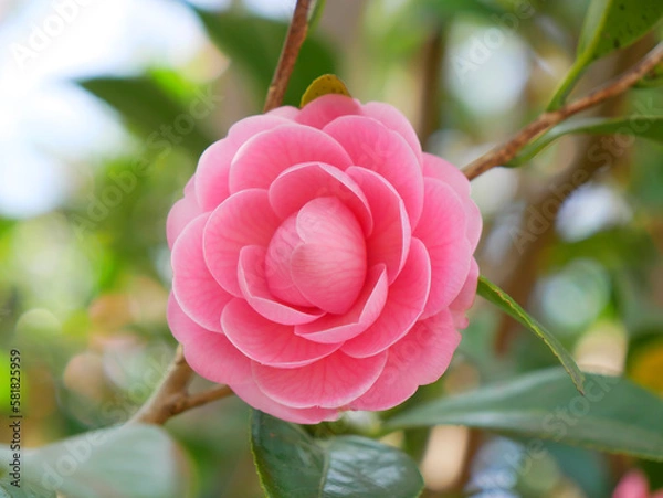 Obraz 日本、春、乙女椿