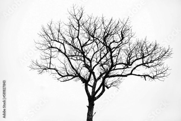 Fototapeta dead tree isolated on white background Ideas for designing tree frames, tree shadows
