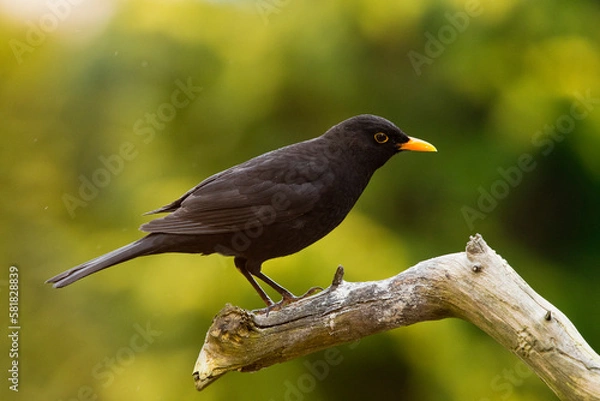 Fototapeta Amselmännchen