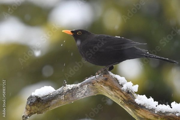Fototapeta Wintervogel