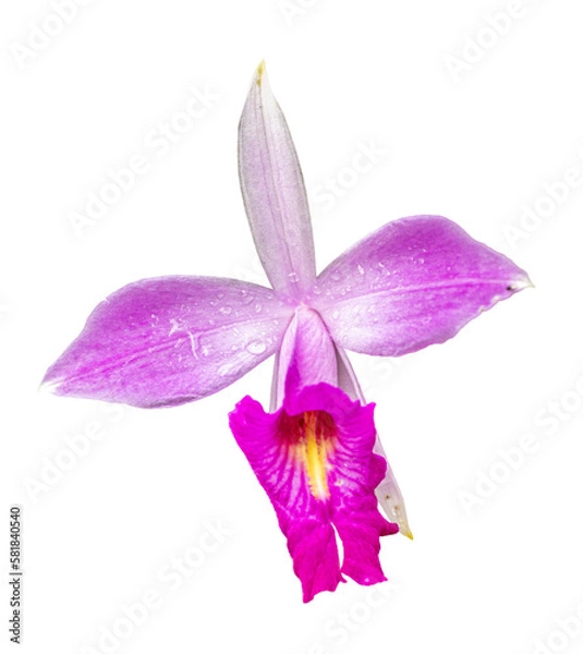 Obraz single pink orchid flower isolated