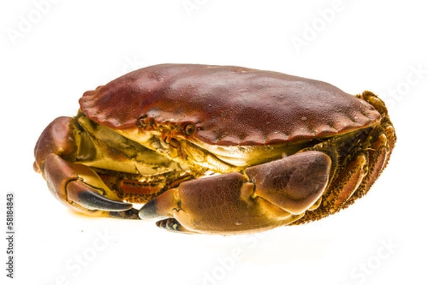 Fototapeta Raw crab