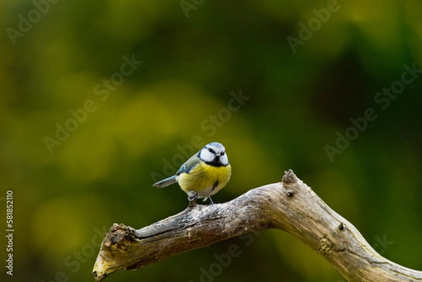 Fototapeta Blaumeise