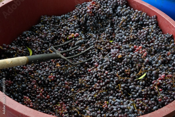 Fototapeta  The process of squeezing grapes
