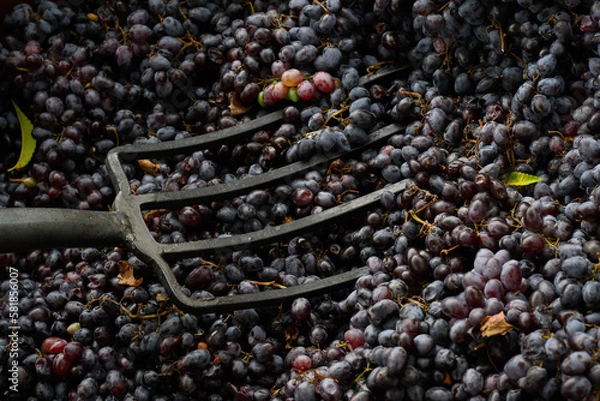 Fototapeta The process of squeezing grapes