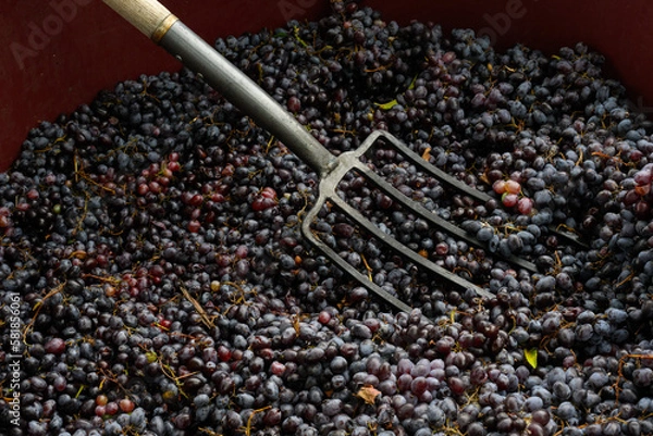 Fototapeta The process of squeezing grapes