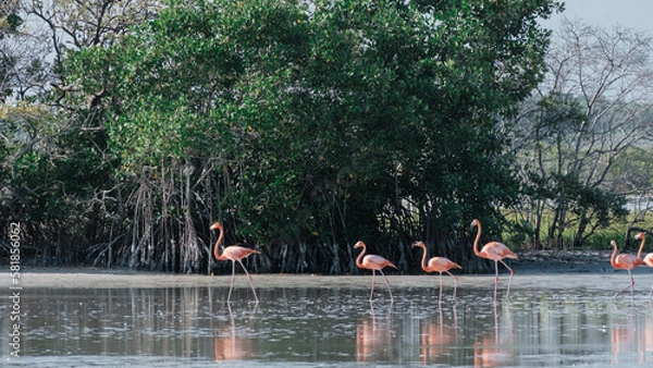 Obraz Pink flamingos walking in the Rio Lagartos reserve