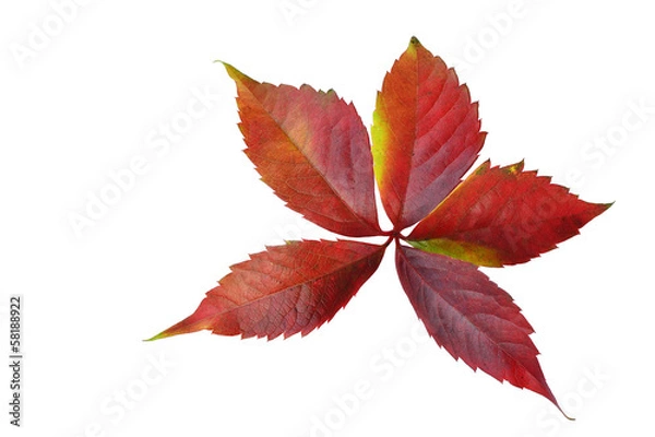 Fototapeta Autumn leaf