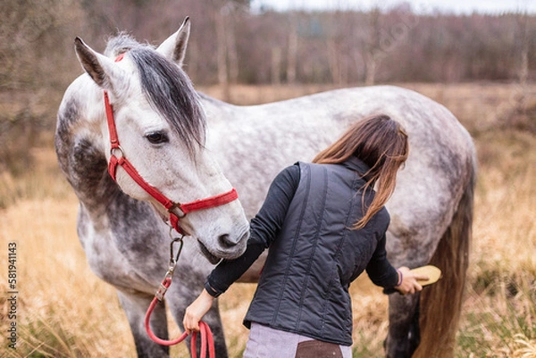 Fototapeta hispanic mid woman rider grooming and cleaning an andalusian pure spanish horse. equine care