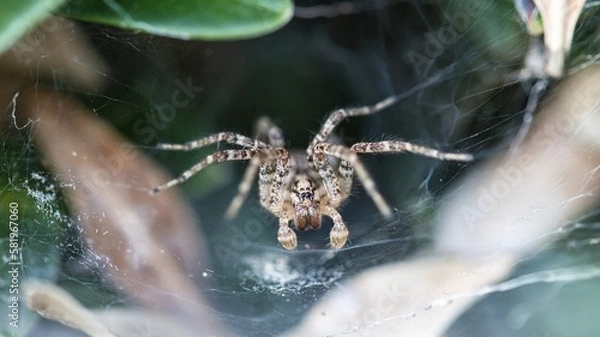Obraz spider on a web