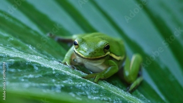 Obraz smiling frog on the leaf