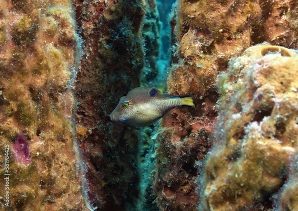 Obraz Caribbean Sharpnose Pufferfish in sponge colony