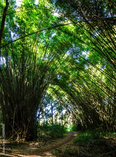 Obraz Bamboo arch.