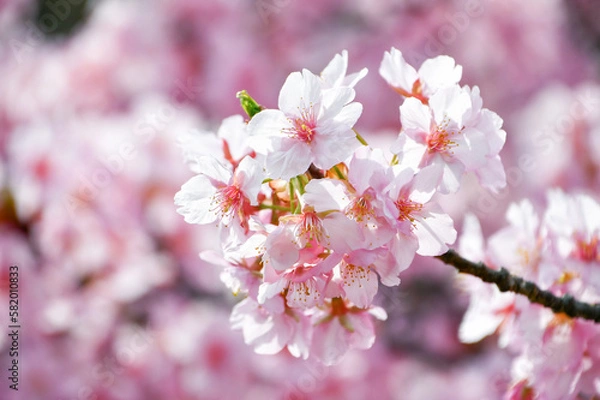 Fototapeta 京都 淀水路の河津桜
