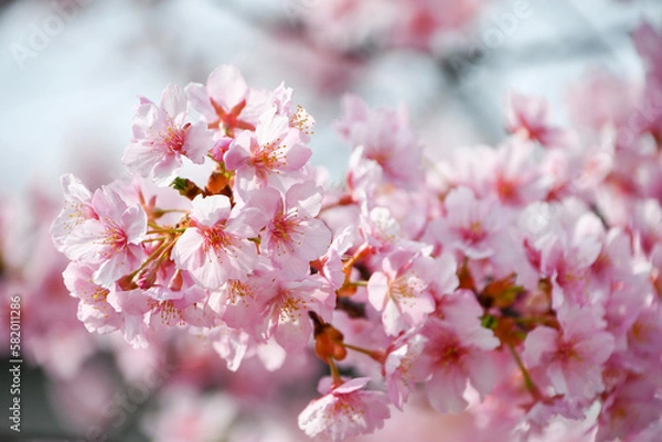Fototapeta 京都 淀水路の河津桜