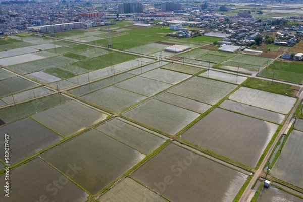 Obraz 水田（田んぼ）のドローン空撮