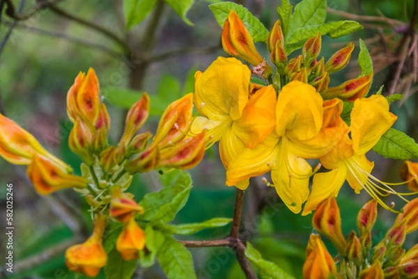 Obraz Close up of flowering orange-yellow colored rhododendrons.