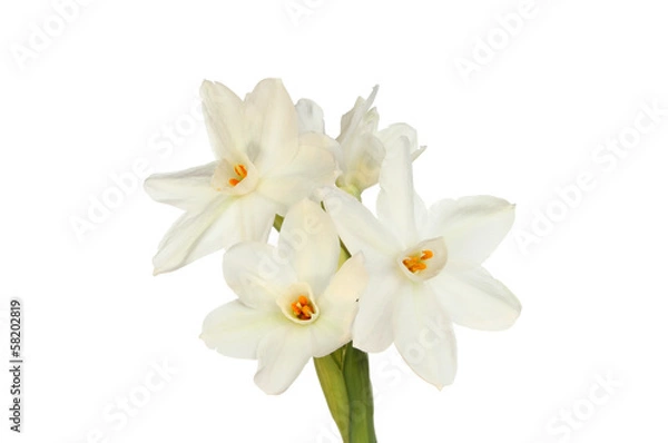 Obraz Paperwhite daffodils