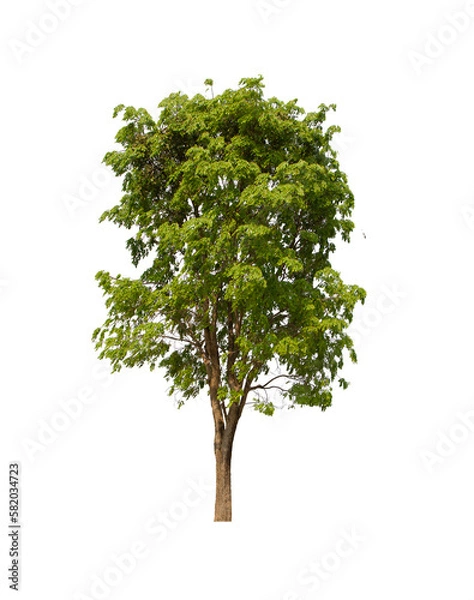 Fototapeta isolated tree  is located on a white background. Collection of isolated tree on white background Tropical tree