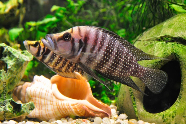 Fototapeta Altolamprologus calvus is a cichlid endemic to the southern shoreline of Lake Tanganyika in eastern Africa.