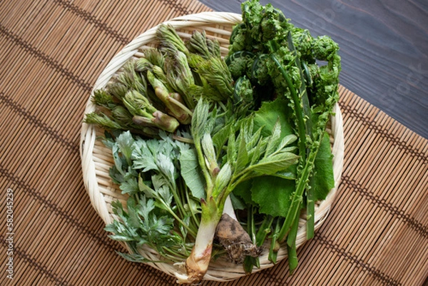 Obraz 山菜や薬草1