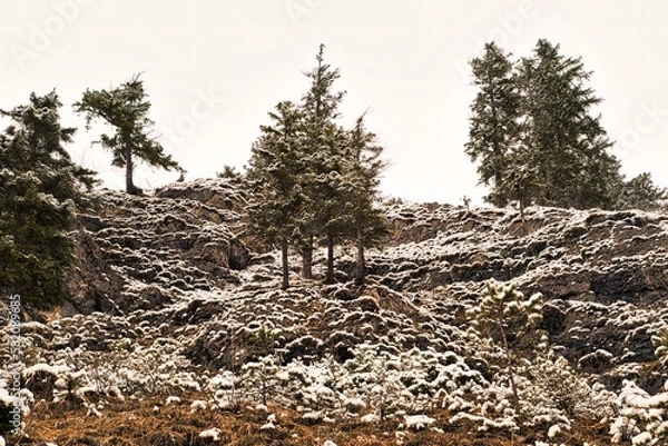 Fototapeta Bäume mit Schnee