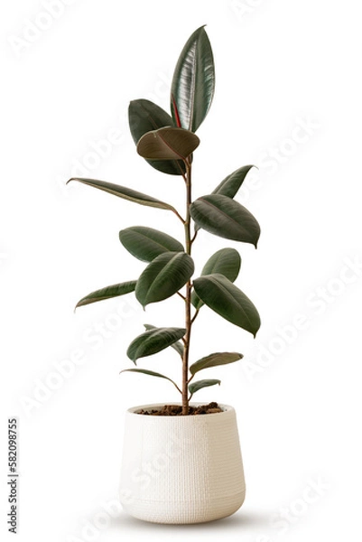 Obraz Indoor plant ficus rubber tree in white plastic pot isolated on white background clipping path. India rubber fig green leaves air purifier plant indoor minimal design. 