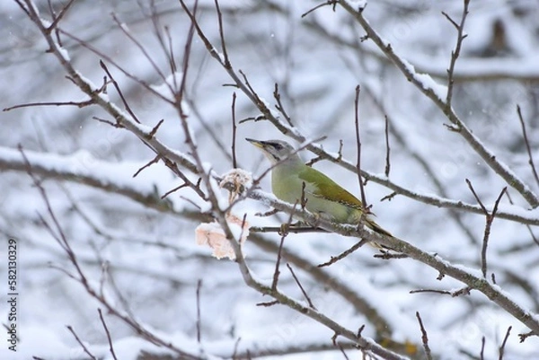 Fototapeta Gray-faced Woodpecker. Gray-headed Woodpecker. Picus canus. A female green woodpecker sits on branches covered with snow in a winter garden. Woodpecker sits on a branch to which a piece of fat is tied