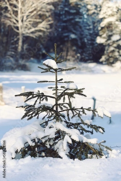Fototapeta Small fir tree covered with snow on a sunny winter day against the backdrop of a forest. Snow-covered Christmas tree in sunlight. Lonely young spruce in a winter landscape. Vertical.
