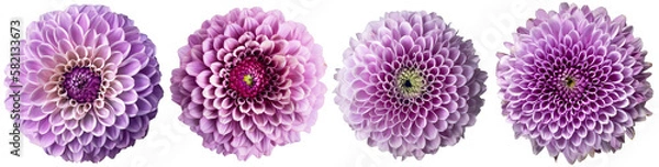 Fototapeta Assorted lavender pastel dahlia flower heads on transparent PNG background. Created with Generative AI.