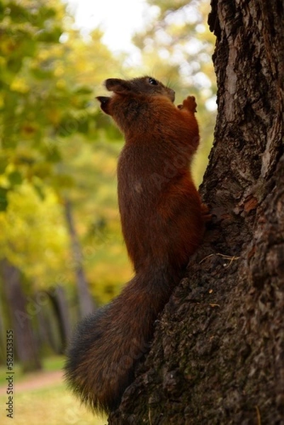 Obraz squirrel on a tree