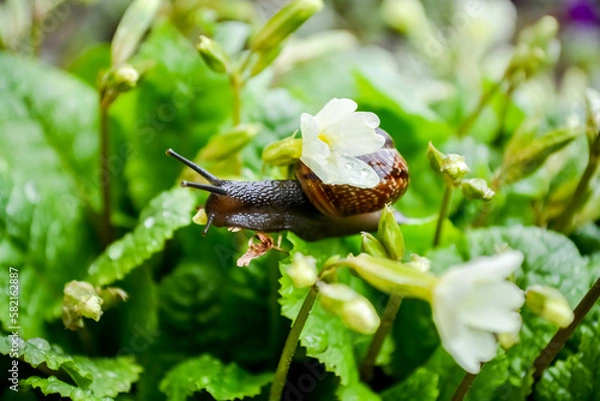Obraz snail on leaf and flower