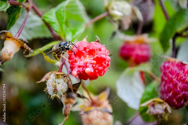 Obraz the wasp eats raspberries
