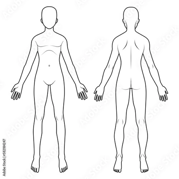 Fototapeta 人体図　前面背面　男性