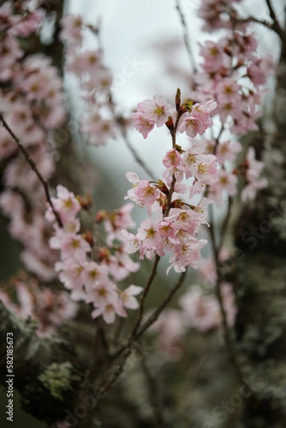 Fototapeta 啓翁桜