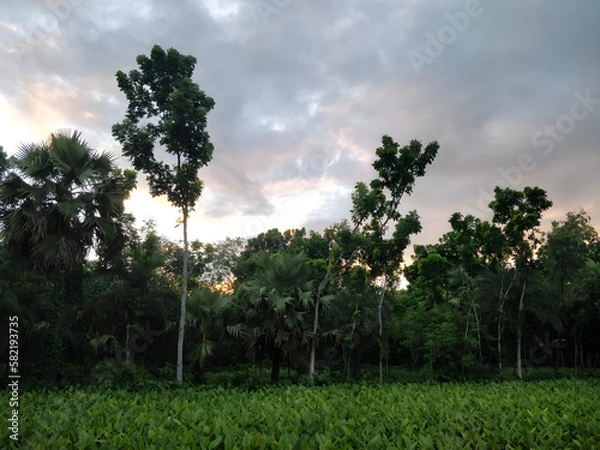 Fototapeta The weather before rain is often characterized by a buildup of humidity in the air and a feeling of heaviness. The sky may also become overcast with dark clouds as the rain approaches.