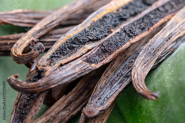Fototapeta Natural food concept. Dried vanilla fruit on green leaves background. Side view, macro