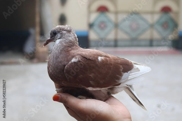 Fototapeta A baby pigeon, also known as a squab, is born blind, naked, and completely helpless. It relies entirely on its parents for warmth, protection, and food until it is old enough.